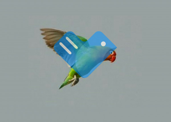 شعار الطيور والحب شعار